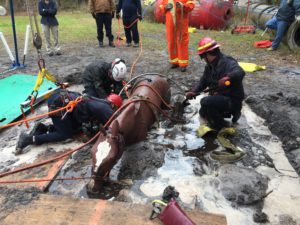 Technical Large Animal Rescue training in the mud.